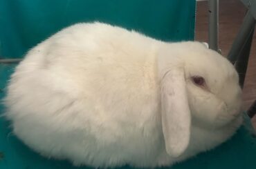 According to Lady Floppington, we call this a chaise loaf 🍞🐇