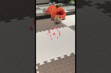 Cute Little Animals 198 #bunny