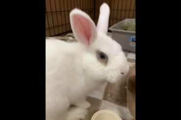 Anthony - adoptable baby bunny!