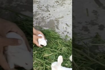 Cute bunny#shorts #cutebaby #cutebunny