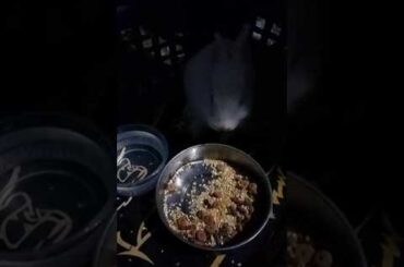 A little rabbit Cute rabbit cute bunny lovely bunny rabbit #cutebunny #funnybunny #tinybunny #cute