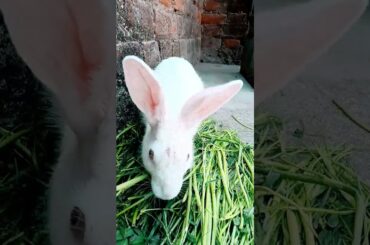 #cute #rabbit #animals