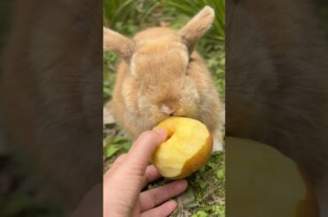 Bunny: Apples are delicious #rabbit #cute #bunny #funny #animals #mycuterabbit #pets #rabbitbreeds
