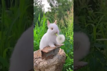 #rabbit #cute #bunny #cuteanimals #animals #rabbitbreeds #pet #mycuterabbit #animal #petrabbit