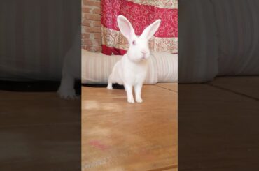 #healthyrabbit #viralvideo #rabbitshortvideo #khargosh #rabbit #petvideo #petshortvideo #cuterabbit