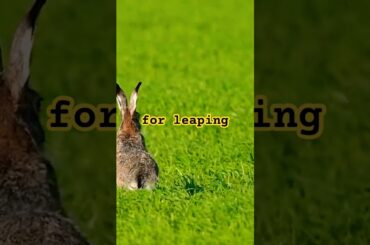 What  can a bunny do? #shorts #cute