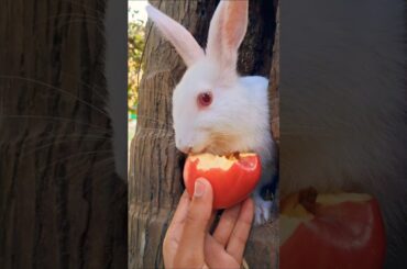 Cute bunny eating into the coconut tree house. #rabbit #bunny #youtubeshorts #shorts