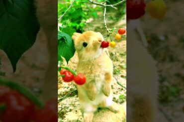 Cute bunny eating cherry # 237