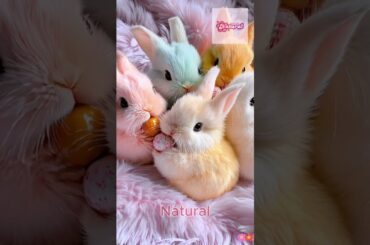 Cute Baby Rabbits with Soft Fluffy Fur, Playfully Holding Colorful Eggs #rabbit #pets #funny #cute