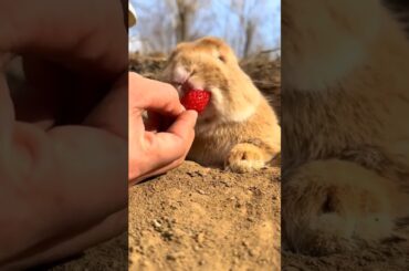 Rabbit eat leechi #cute #bunny #cuteanimals #rabbit #animals #viralvideo #rabbitt #cuteanimal #cute