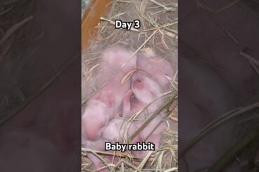 #birds #animals #pets #rabbitbreeds #animal #bunny #mycuterabbit #pet #babyrabbit #cutebaby #cute