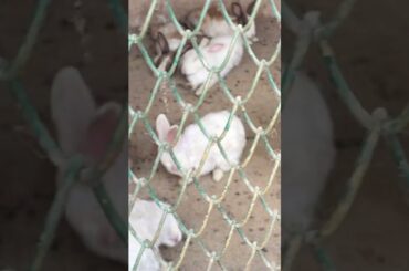 Cute Baby Rabbits Playing #treding#viralvedio #shortfeed #sarichittalife