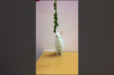 Cute Bunny Rabbit Video