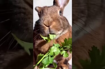 rabbit eats carrot leaves #shortvideo #shorts #rabbit #cute #bunny #kelinci