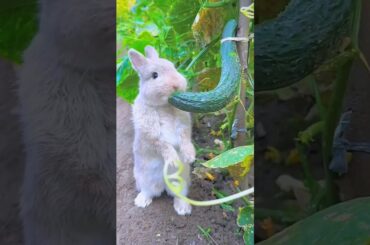 210. Rabbit eating  #rabbit #cute #reels #animals #cuteanimals #pets #shorts #eating #baby #dog