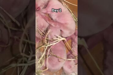 #rabbit #petrabbit #cute #bunny #houserabbit #animals #funny #rabbitbreeds #animal #mycuterabbit