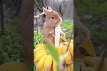 #animals #rabbit #cute #bunny #eating #pets #rabbitt #babyrabit #baby #reels #mycuterabbit #cute