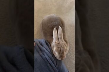 Relaxing My Cute Bunny #jackpets #jacoo #bunny #pet #cute #rabbitt #myanimal #pets #rabbito #mybunny