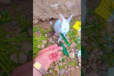 Cute rabbit baby ingoy grass #rabbit #cute #bunny #cuteanimals #cutebunny #rabbitfood