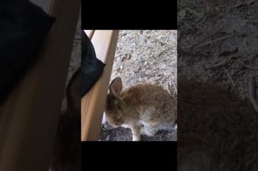 Super cute and adorable rabbit | Cute bunny