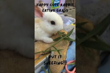 happy cute baby rabbit eating grass