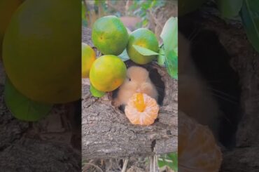 #fruit #fruitcutting #animals #funny #cute #rabbit #eating #babyrabit #rabbitbreeds #pet