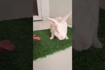 #rabbit #cute #bunny #pets #love #youtubeshorts #viralshotrs#animal#viralreels #rabbitbreeds#comedy