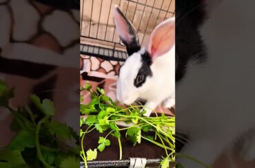 #rabbit #cute #bunny #pets #animals #birdvideos #birds #tvcat #cattv #catwatchingtv