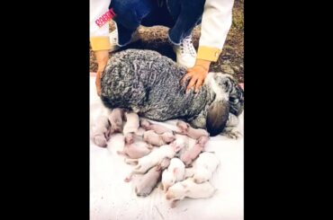 Amazing baby rabbit #rabbit #amazing #shortsvideo #shorts #trending