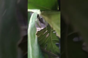 16 day old baby rabbit #wildrabbits #cuteanimal  #bunny #babyanimal