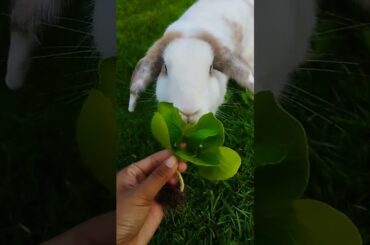 #cute #rabbit #animals #pets #cuteanimals #shortvideo #rabbitbreeds #pet #bunny #mycuterabbit