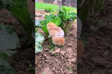 #rabbit #cute #bunny #pets #animals #rabbitbreeds #pet #mycuterabbit #animal #petrabbit #cute