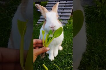 #rabbit #cute #animals #funny #cutebunny #shortvideo #rabbitbreeds #pet #bunny #mycuterabbit