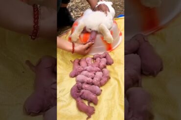 Rabbit Baby - Newborn rabbit 1 to 19 days #shorts #shortvideo #animals