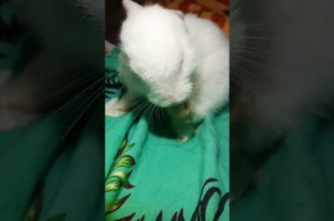 Cute bunny rabbit cute pet lovely rabbit #cute #rabbit #funny #animals #funnycute #funnybunny