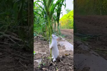 #rabbit #petrabbit #cute #bunny #houserabbit #animals #funny #rabbitbreeds #pet #mycuterabbit