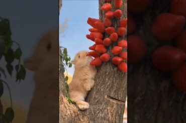 Clever bunny eat strawberry cute bunny cute rabbit #rabbit #cute #funnybunny