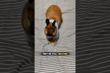 cutest bunny behaviour