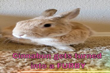 Turning Cinnabun into a Furby! #cutebunny #pets #rabbitlife #cute #bunny