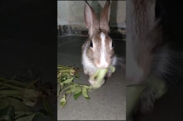 cute rabbit khate hue #rabbit #animals #funny #shortsfeed #vairalvideo