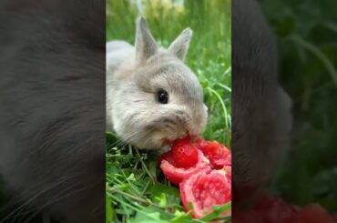 #rabbit #cute #rabbiteating #bunny #rabbite #petrabbit #pets #animals #eating #rabbitt
