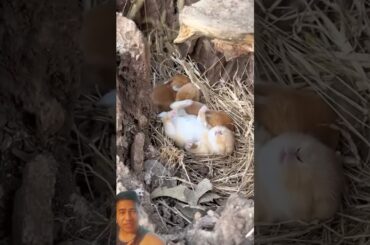 Cute baby bunnies #rabbit #cute #rabbitbreeds #animals #mycuterabbit