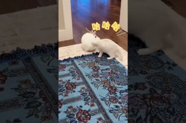 Cat vs. Bunny: A Furry Showdown # #rabbit #rabbitbreeds #cute #bunny #mycuterabbit#cat #cats #short