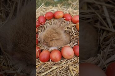 cute baby rabbits #rabbits #animals #short