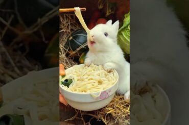 #rabbit #cute #cutebunny #bunny #pets #rabbitfood #rabbiteating #babyrabit #rabits #rabbitmeat