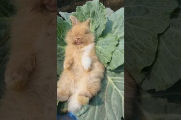 cute baby rabbits sleeping #rabbits #animals #short