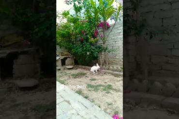 Cute Bunny enjoy #shorts #bunnies #cuteanimal #cute #pets