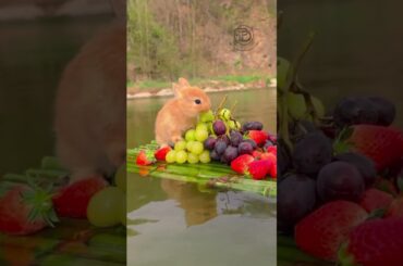 Cute Rabbit & fruits #pets  #shorts #fyp
