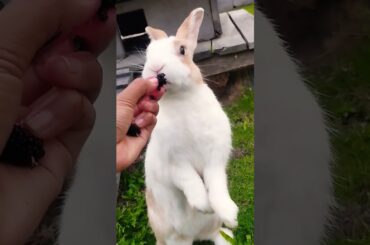 #cute #petrabbit #animals #rabbit #cuteanimals #pets #shortvideo #rabbitbreeds #pet #bunny