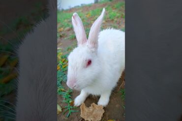 Cute bunny short video #rabbit #bunny #cuteanimal